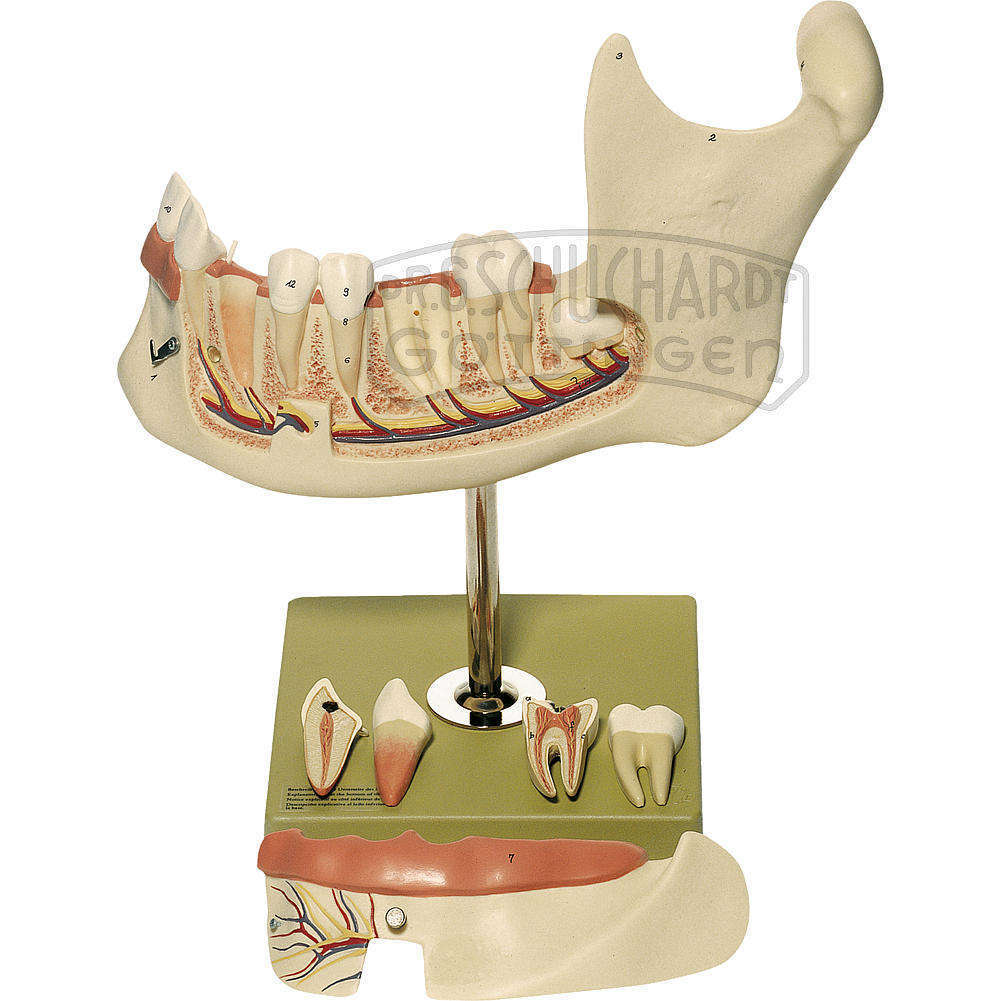Unterkiefer eines Achtzehnjährigen Modell SOMSO®