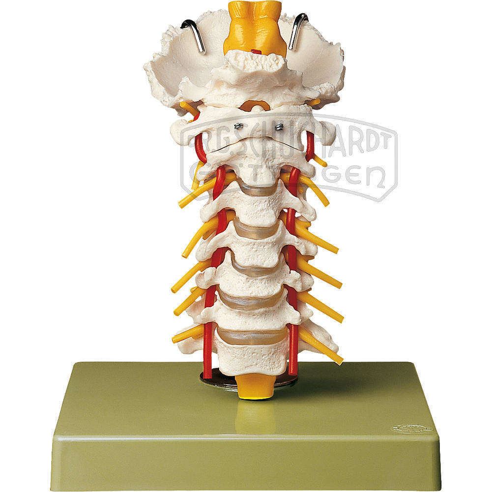 Halswirbelsäule Modell SOMSO®