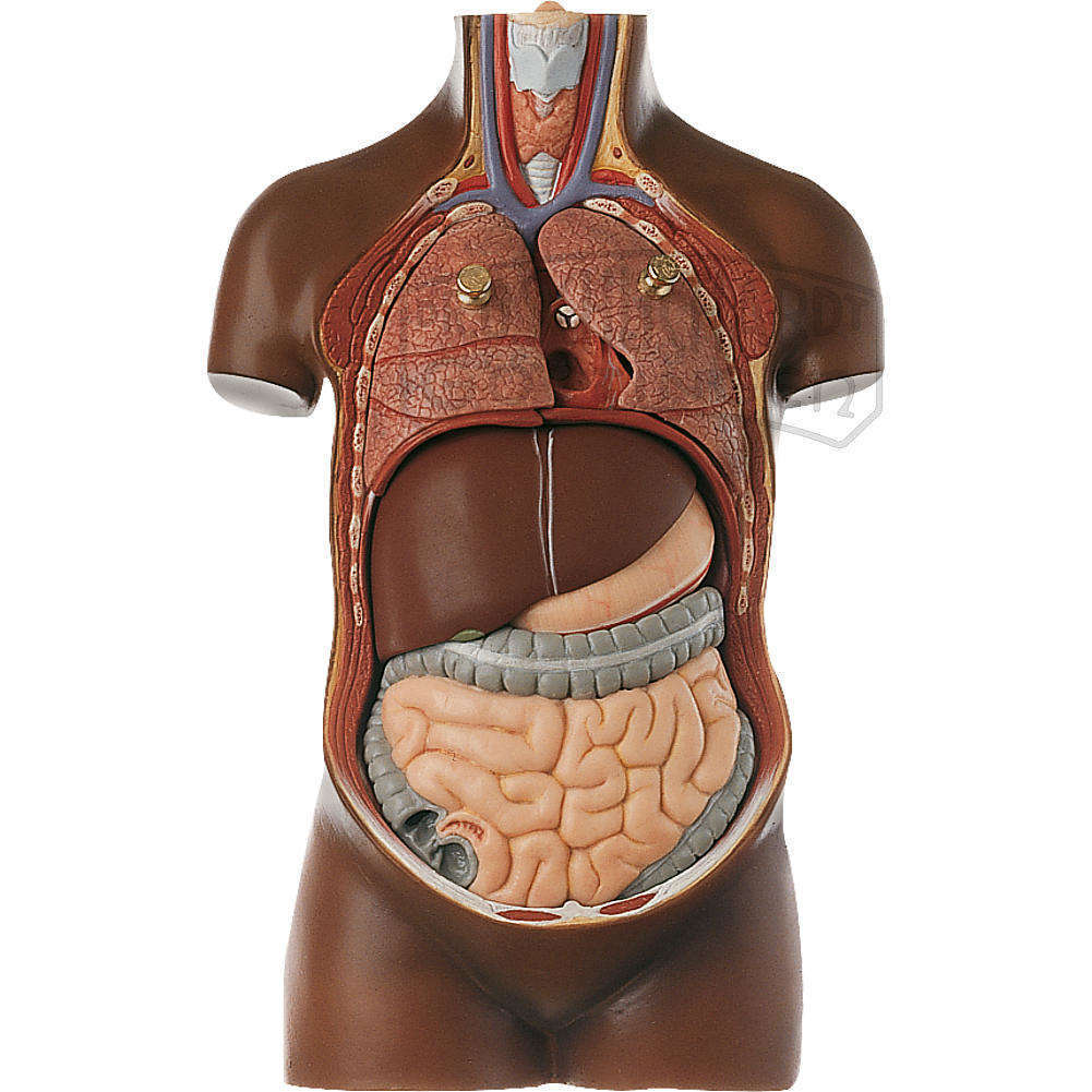 Jünglingskleintorso ohne Kopf Modell SOMSO®