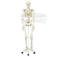 Homo-Skelett Standard DeLuxe