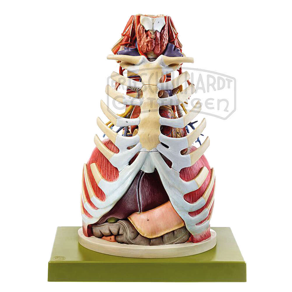 Anatomie des Brustkorbes Modell SOMSO®