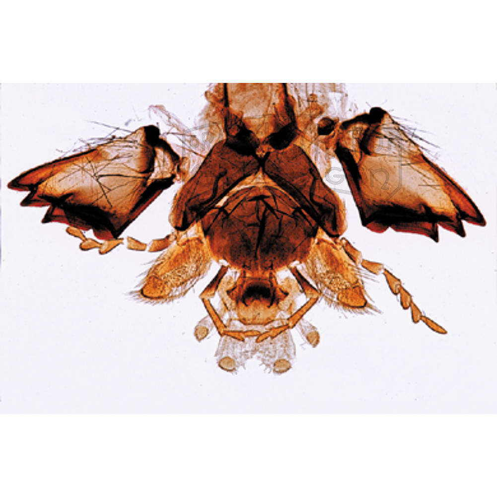 LIEDER Hautflügler & Käfer (Hymenoptera Coleoptera)  neue erweiterte Serie 15 Präparate